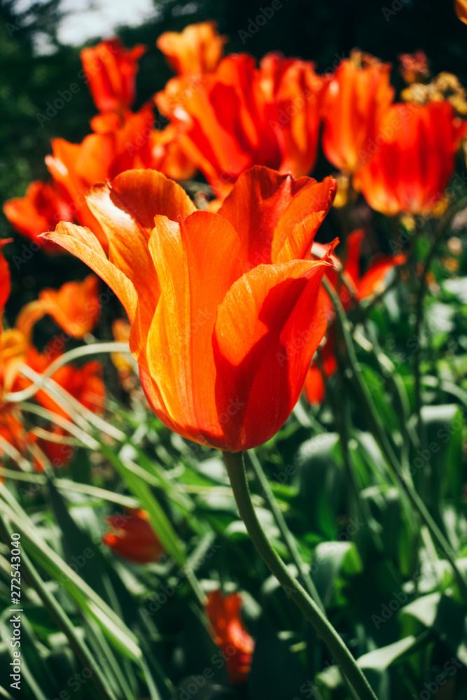 Tulipa praestans. Tulip flowers are bright red in color with orange hues of petals in the sun. Tulipa praestans. Tulip flowers are bright red in color with orange hues of petals in the sun.