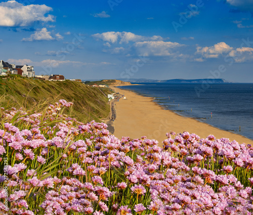 Pink Thrift grows in large clumps on the cliff top at Bournemouth