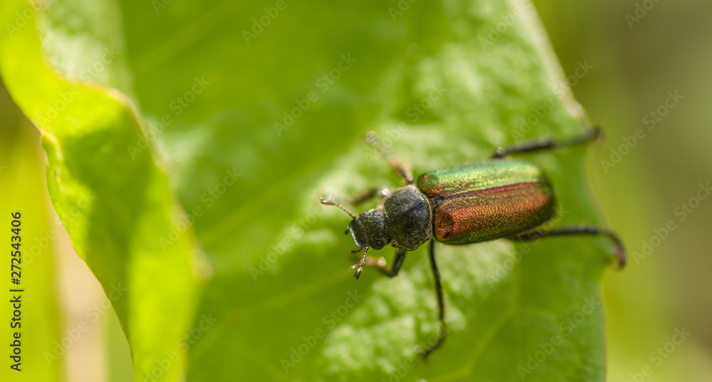 Chafer Beetle - Dichelonyx sp. Chafer Beetle - Dichelonyx sp.