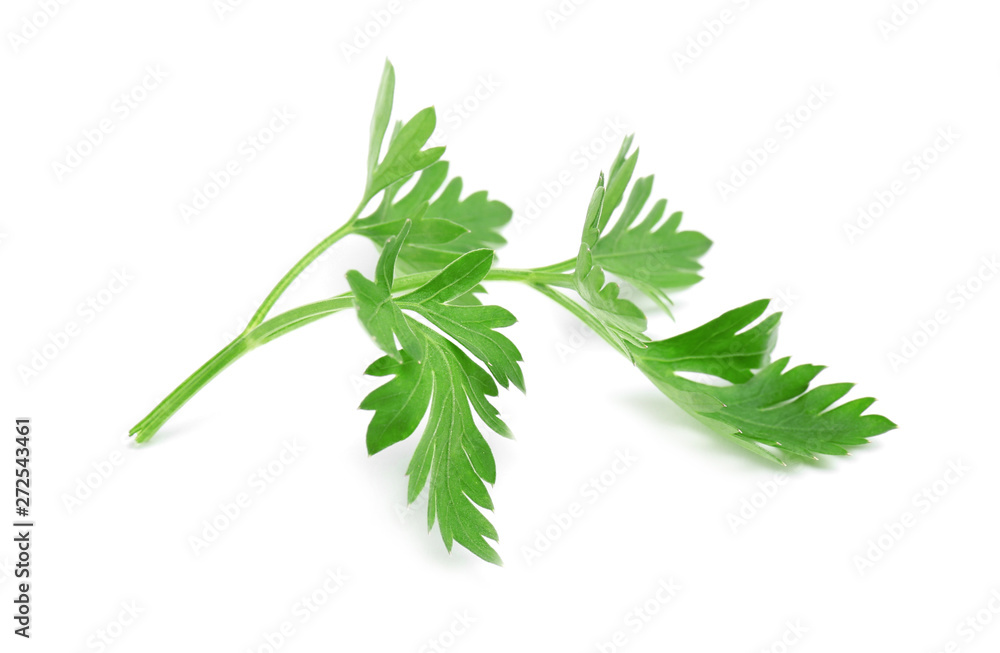 Leaves of fresh tasty parsley on white background Leaves of fresh tasty parsley on white background