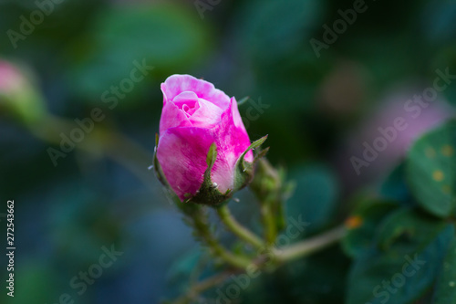 May rose blooms in the garden