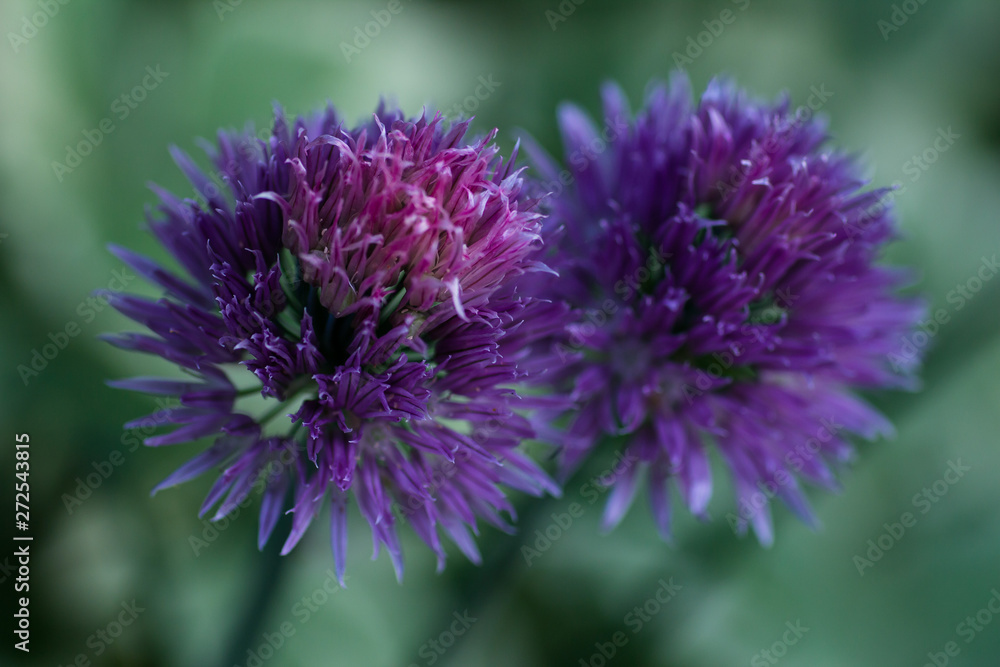 Blooming decorative onions in the garden Blooming decorative onions in the garden