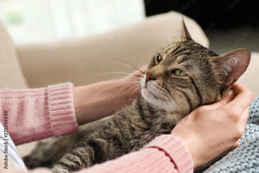 Cute tabby cat with owner on sofa, closeup. Friendly pet - obrazy, fototapety, plakaty 