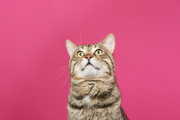 Cute tabby cat on color background. Friendly pet
