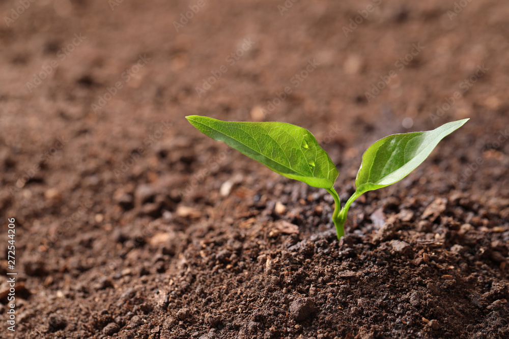 Young plant in fertile soil, space for text. Gardening time Young plant in fertile soil, space for text. Gardening time