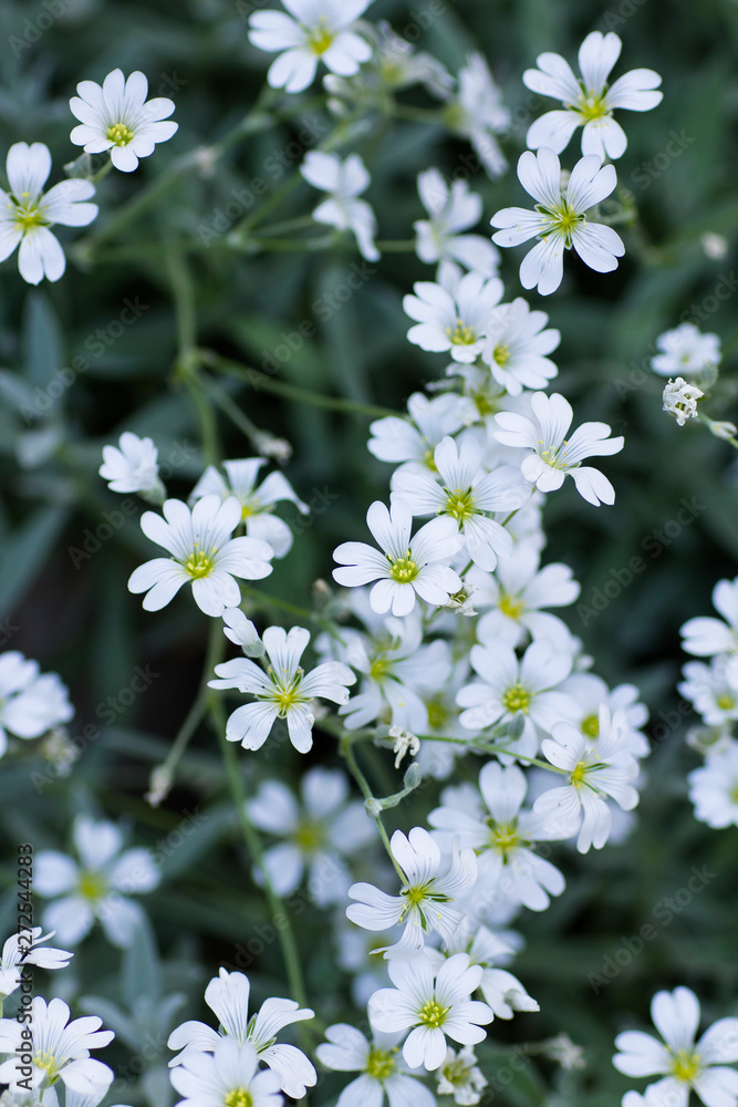 Little white flowers on a blurred background Little white flowers on a blurred background