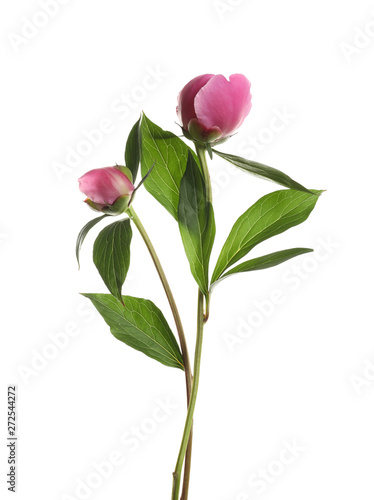 Bright peony on white background. Beautiful spring flower