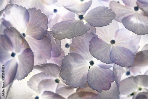 Tokyo,Japan-June 11, 2019: Hydrangea in the morning rain
