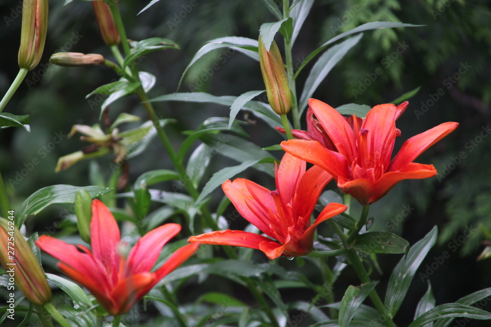 red flower in the garden red flower in the garden