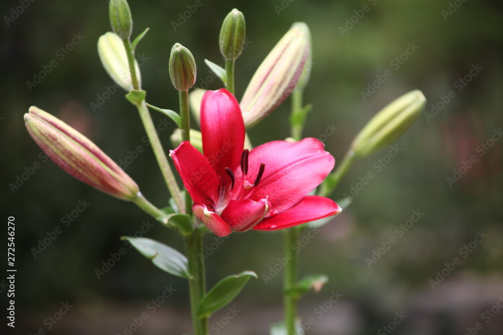 flowers in garden