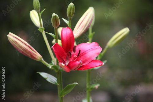 flowers in garden