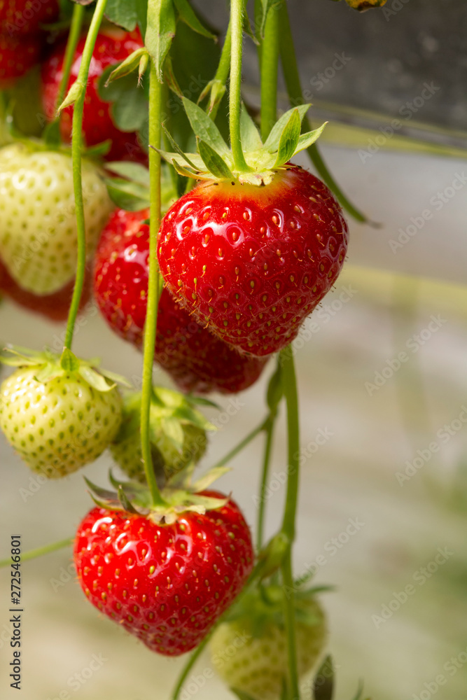 Fresh tasty ripe red and unripe green strawberries growing on strawberry farm Fresh tasty ripe red and unripe green strawberries growing on strawberry farm