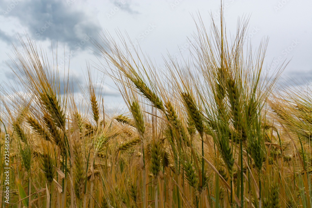 Barley of wheat golden yellow fields in europe Barley of wheat golden yellow fields in europe