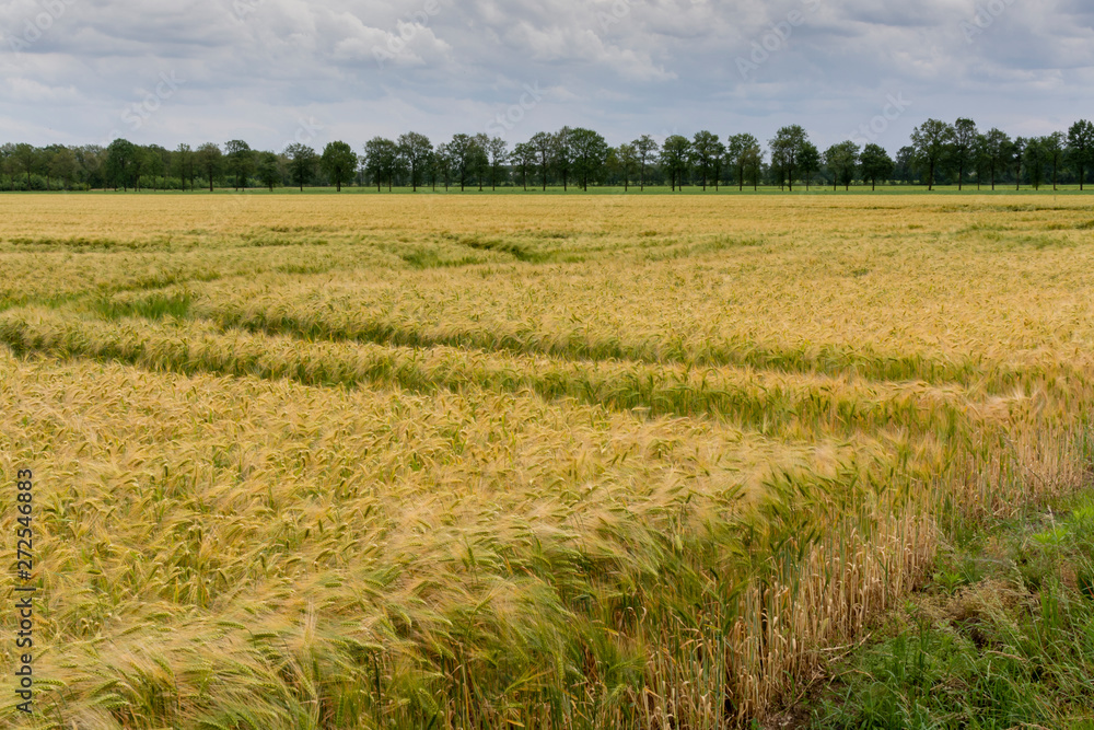 Barley of wheat golden yellow fields in europe