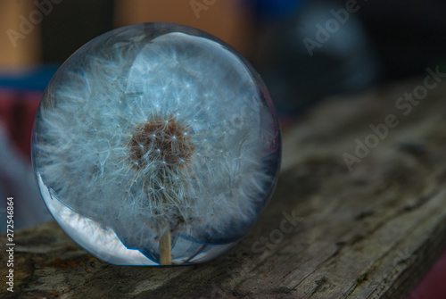 Canvas Print Crepis foetida flower glass paperweight.