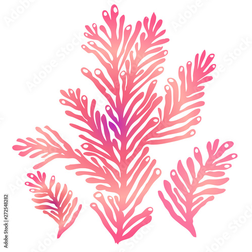Color stylised silhouette of sea koral isolated on white background. Ink hand drawn picture emblem in art retro contour print style. View closeup element for sea design.