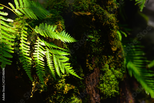 Green fern plant on the wall in the forest