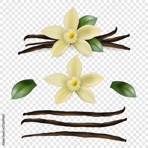 Vector 3d Realistic Sweet Scented Fresh Vanilla Flower with Dried Seed Pods and Leaves Set Closeup Isolated on Transparent Background. Distinctive Flavoring, Culinary Concept. Front View