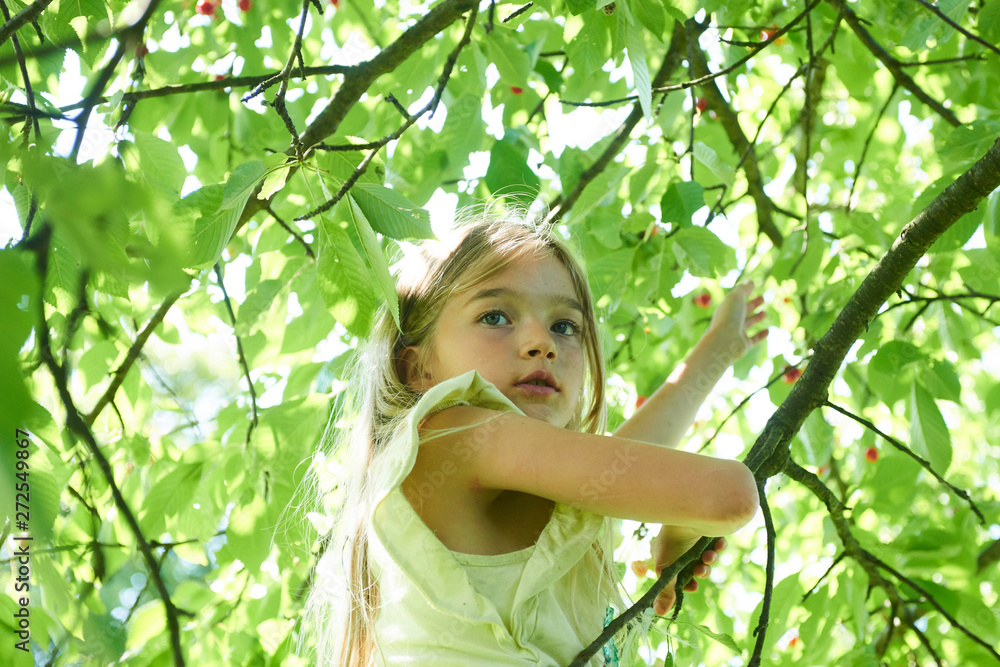 Child girl climbing on cherry tree Child girl climbing on cherry tree