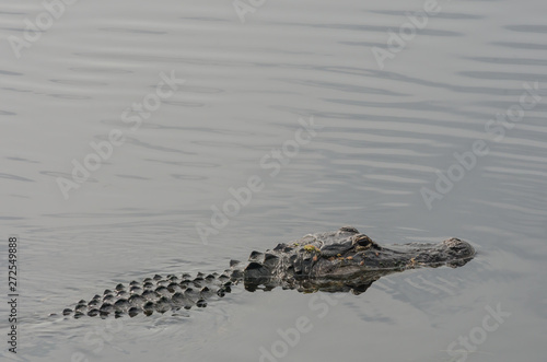 Alligator on Surface