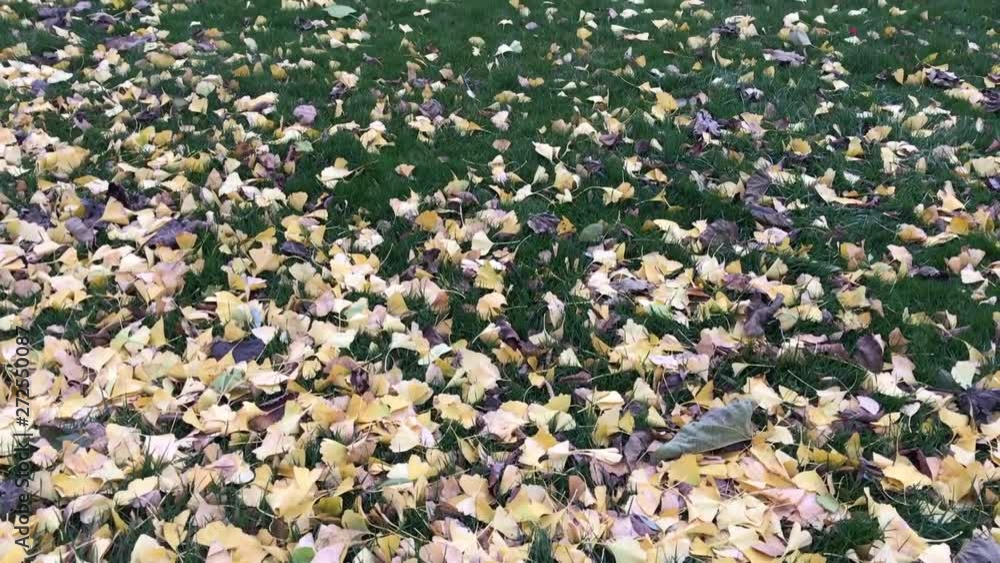Falling autumn leaves Falling autumn leaves