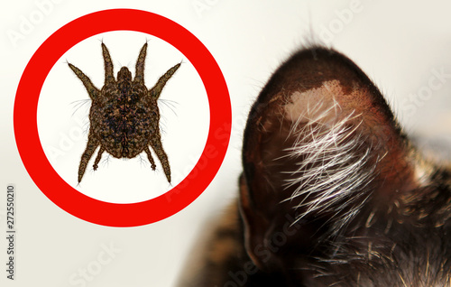 close-up domestic cat's ear with spots in a red circle enlarged ear mite, copy space, veterinary concept photo