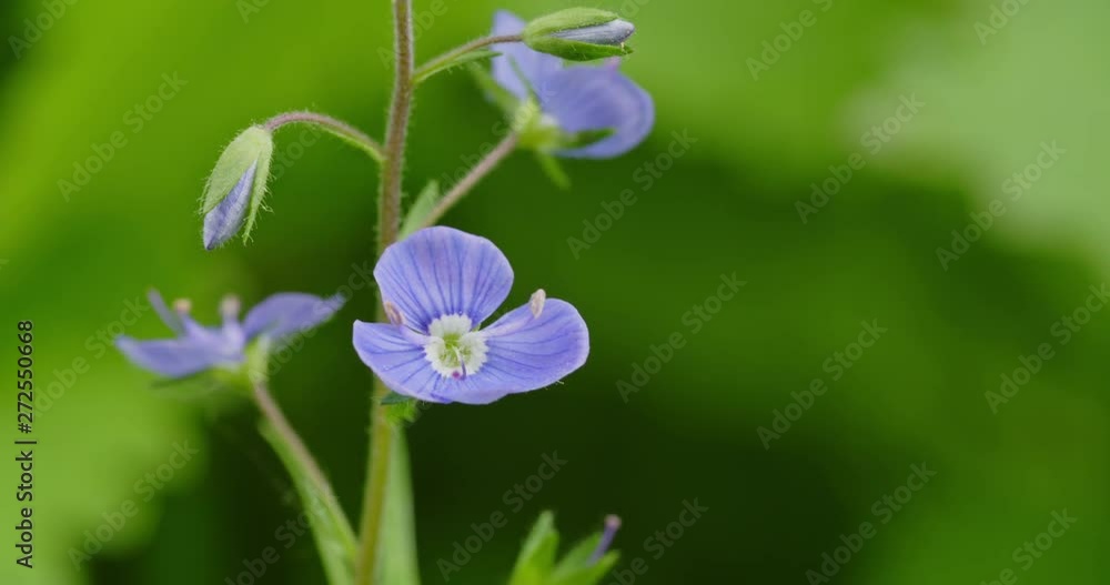 Macro shot of blue flowers of a common stinging nettle, Urtica dioica blown by a gentle wind. Macro shot of blue flowers of a common stinging nettle, Urtica dioica blown by a gentle wind.