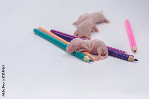The concept of creativity. Little mice with color pencils.