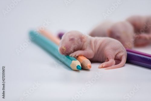 The concept of drawing.Little mice with color pencils.