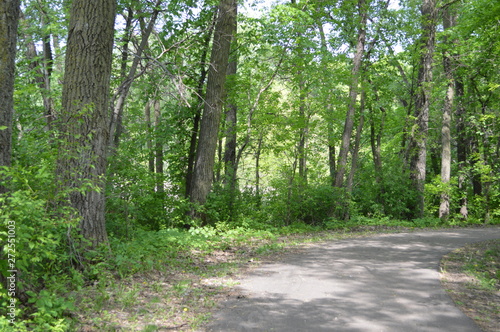 path in forest