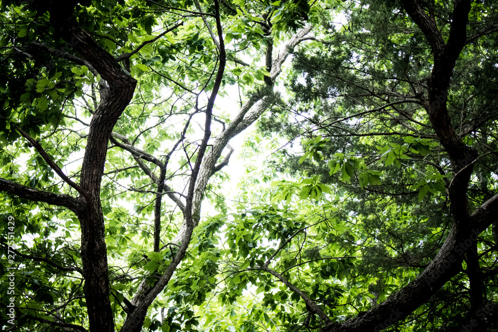 Obraz premium Through the trees 