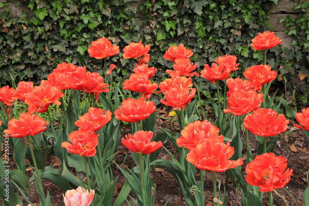Many colorful tulips as a floral background