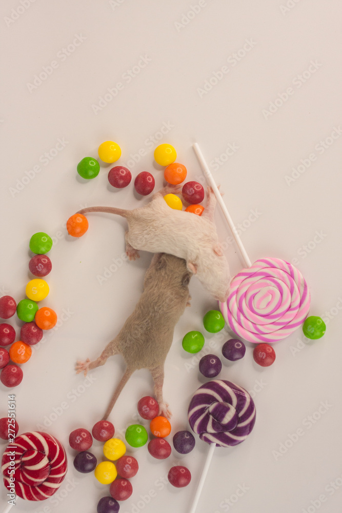 The concept of sweet life. Newborn rats with candy.