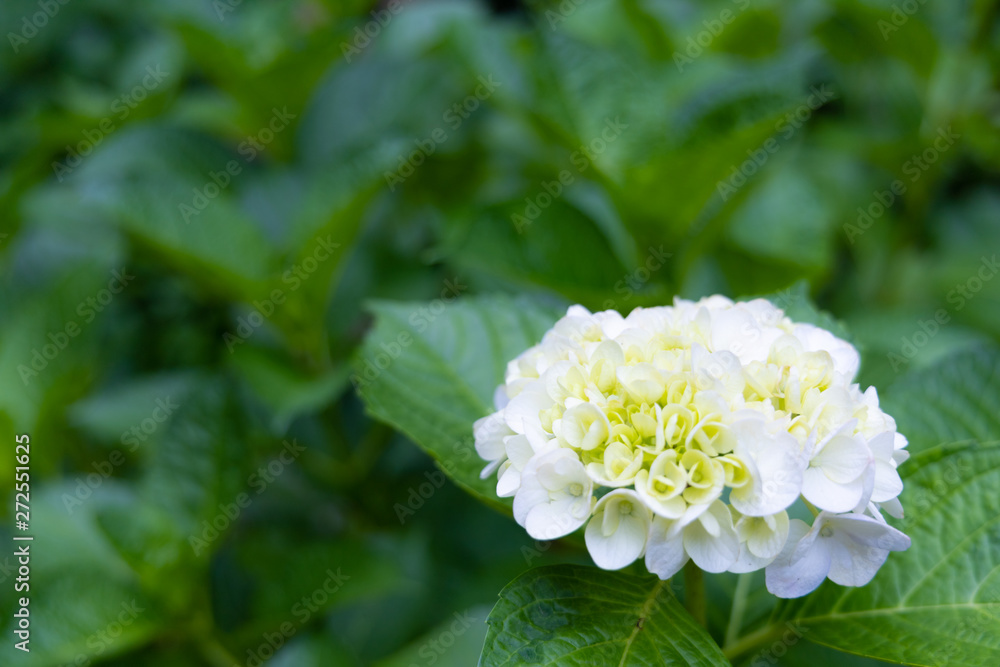 日本 鳥取 紫陽花 日本 鳥取 紫陽花