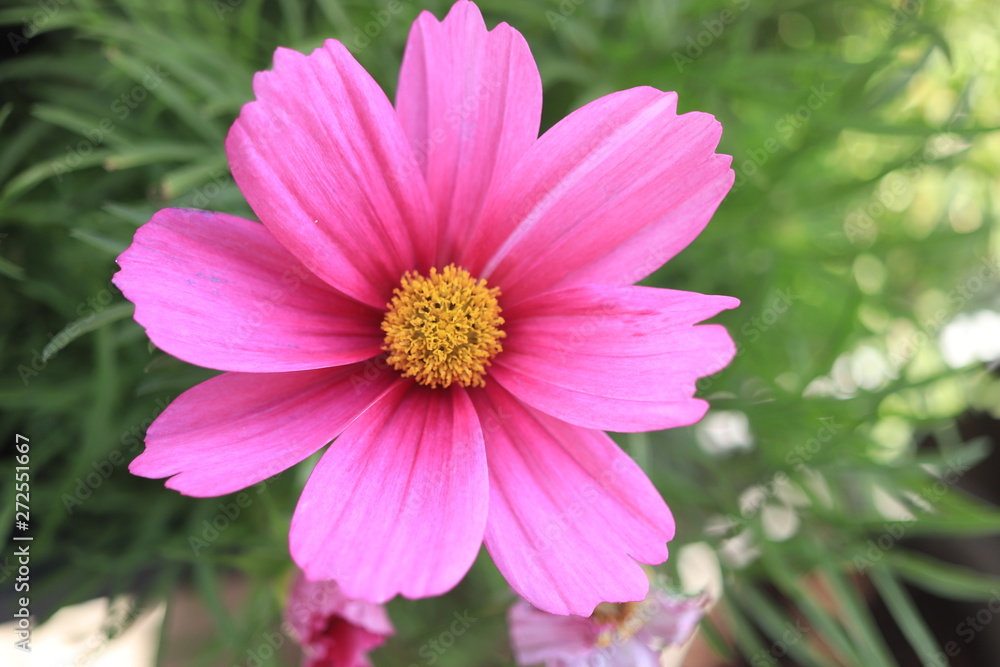 Pink cosmos flower in sunlight