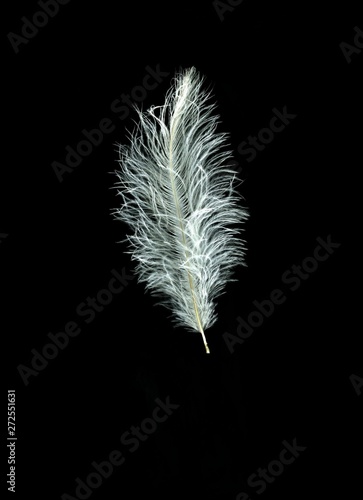 White Feather