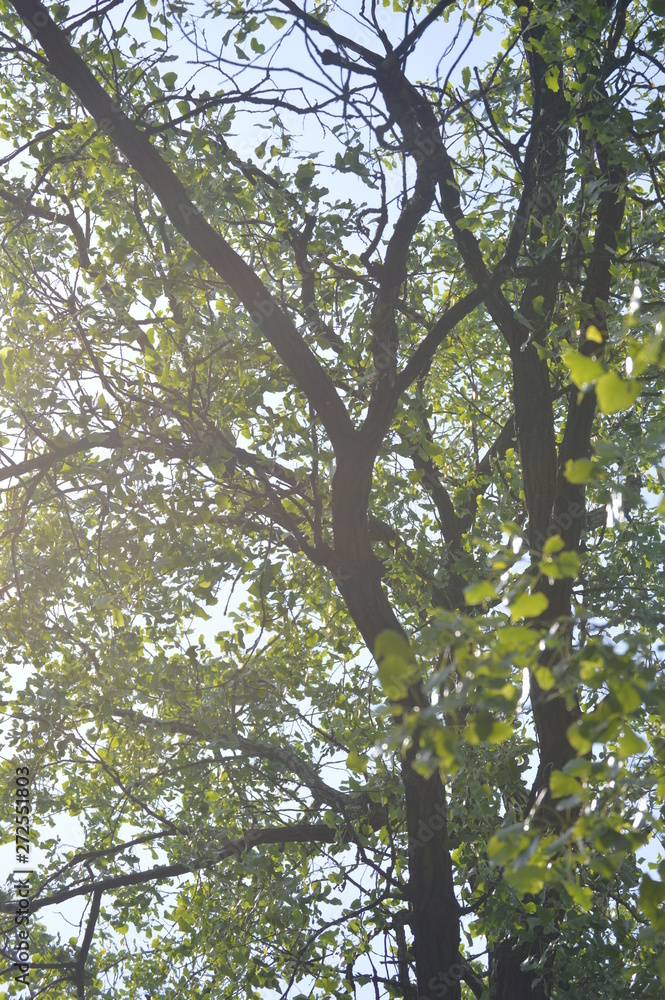 Fototapeta premium leaves of a tree in spring