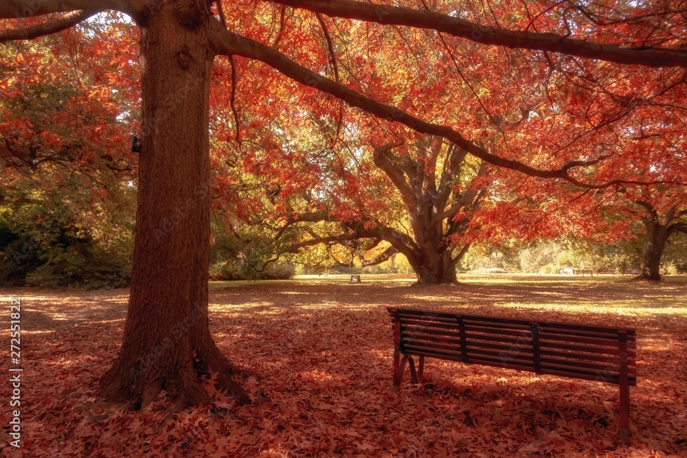 wooden bench in city park