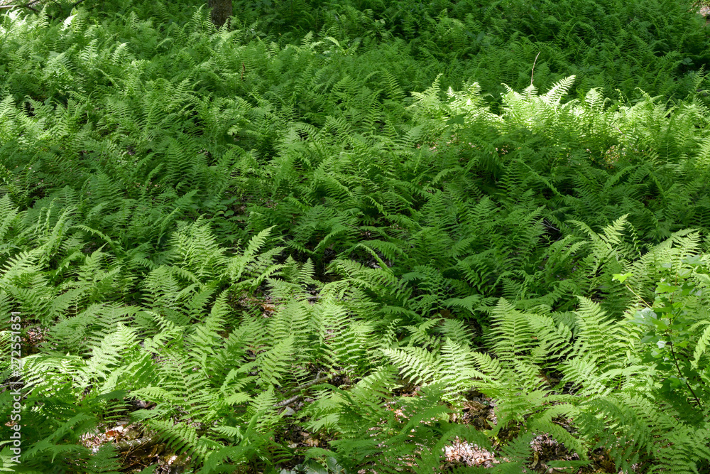 Ferns covering the forest floor in Virginia's Caledon State Park