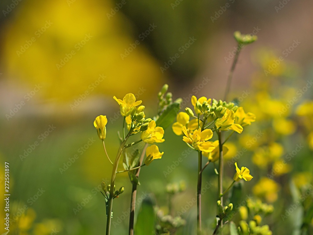 Obraz premium ノラボウナの花