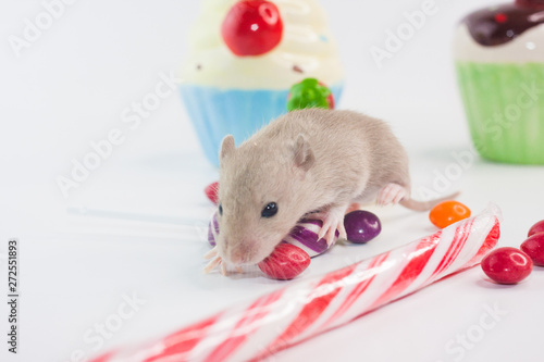 Healthy teeth concept. Rodent on the background of sweets.