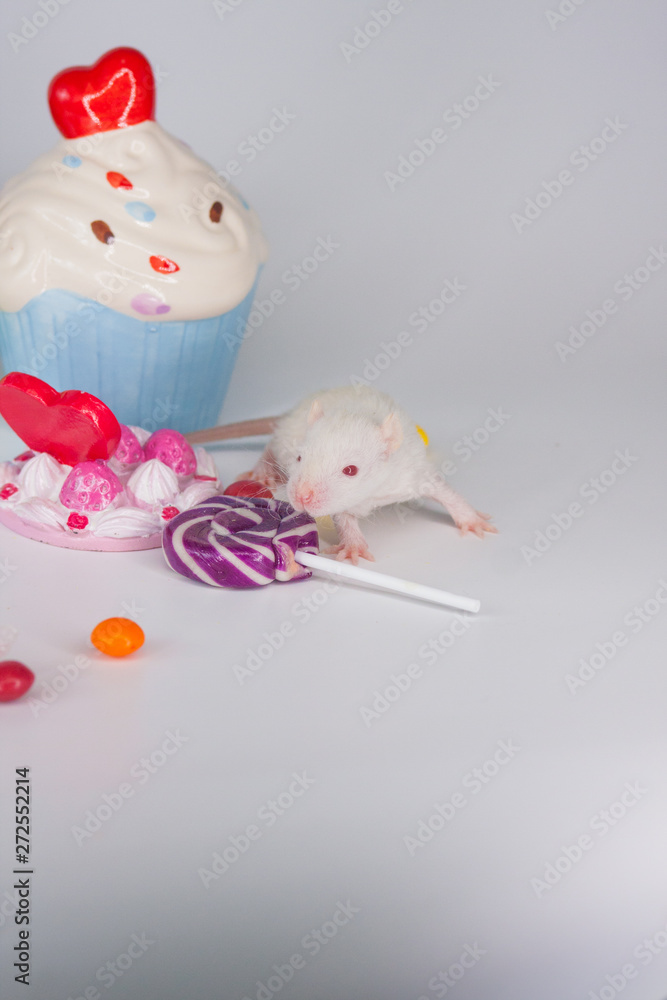 The concept of gluttony. Rat on the background of colorful sweets. The concept of gluttony. Rat on the background of colorful sweets.