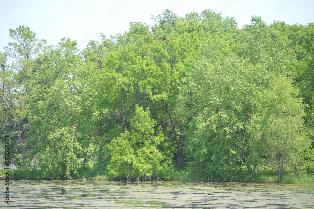 lake in forest