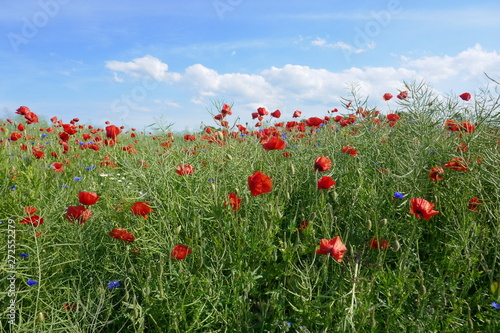 Red poppies on a green rape field, blue sky with white clouds. Beautiful landscape in Schleswig-Holstein, Germany.