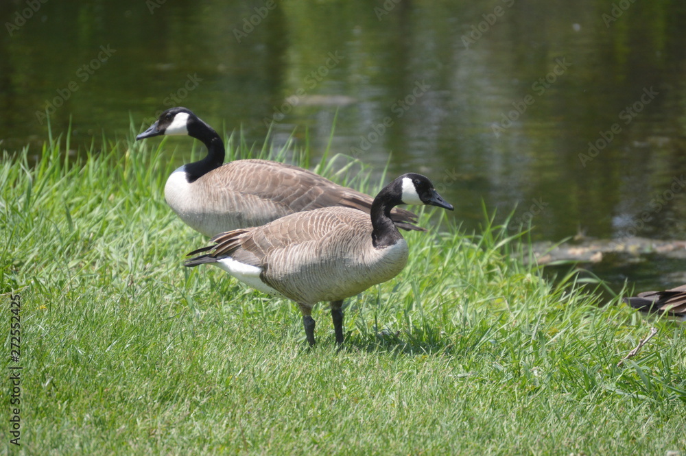canadian goose on grass canadian goose on grass