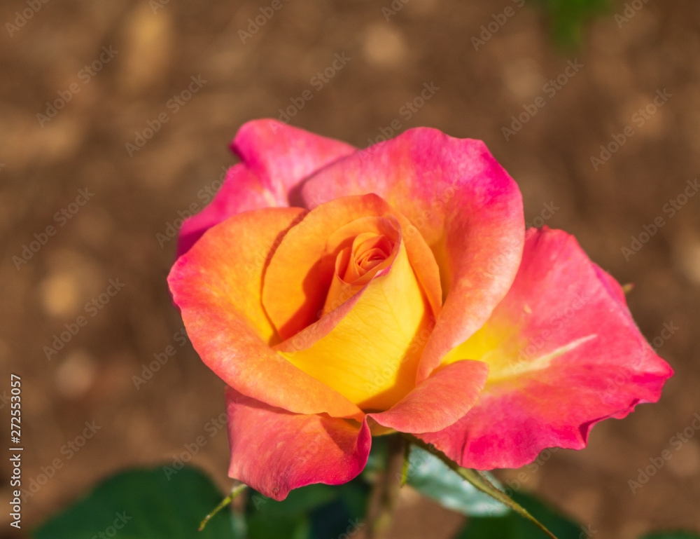 Pink and yellow rose with a blurred background of mulch Pink and yellow rose with a blurred background of mulch