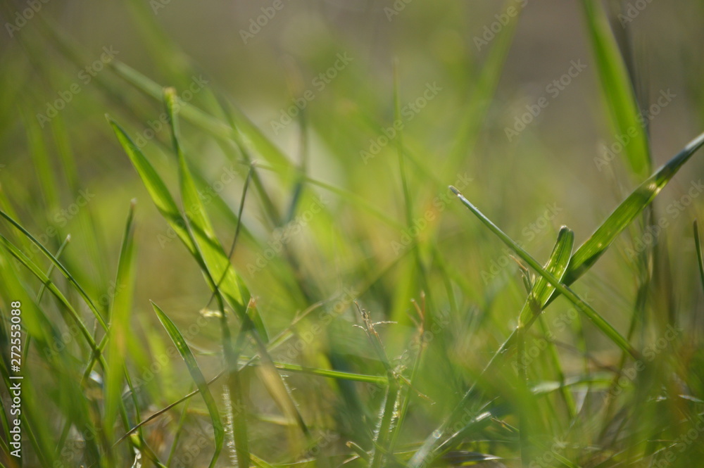 green grass with water drops green grass with water drops