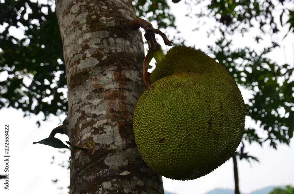 ラオスの世界遺産のルアンパバーン 巨大なドリアンの実 StockFoto Adobe Stock