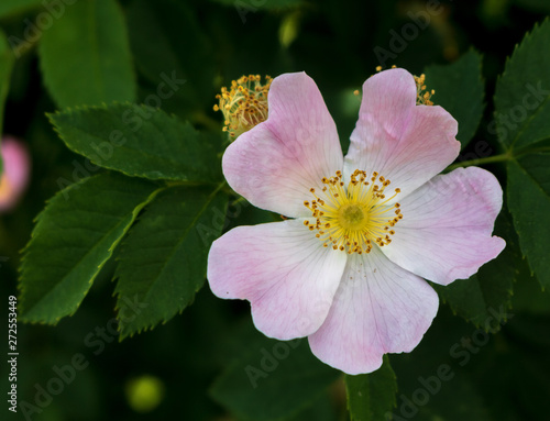 Close up of a pink and white wild rose