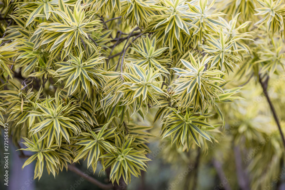 The blurred background of the nature of the trees, planted in the park for shade and decoration for the beauty of the witnesses. The blurred background of the nature of the trees, planted in the park for shade and decoration for the beauty of the witnesses.